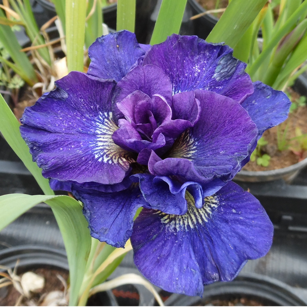 Iris sibirica 'Concord Crush'